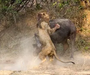 از جذابیت‌های حیات وحش؛ شیر خرخره گاومیشو پاره کرد ولی غول مقتدر هنوز روپاست