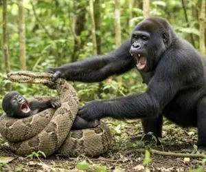 بر مدار وحش؛ گوریل ددمنش پیتون غولی که درحال بلعیدن بچه اش بود نصف کرد