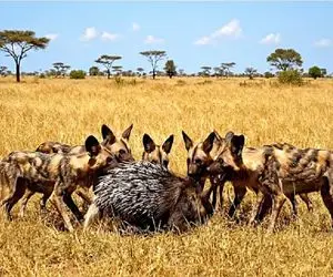 مستند حیات وحش؛ حراس قهارانه جوجه تیغی از خود میان کفتارها