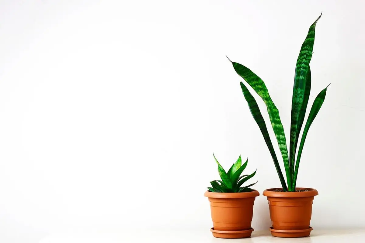 golden-pothos-epipremnum-aureum-white-table-living-room-home-garden_114579-1393