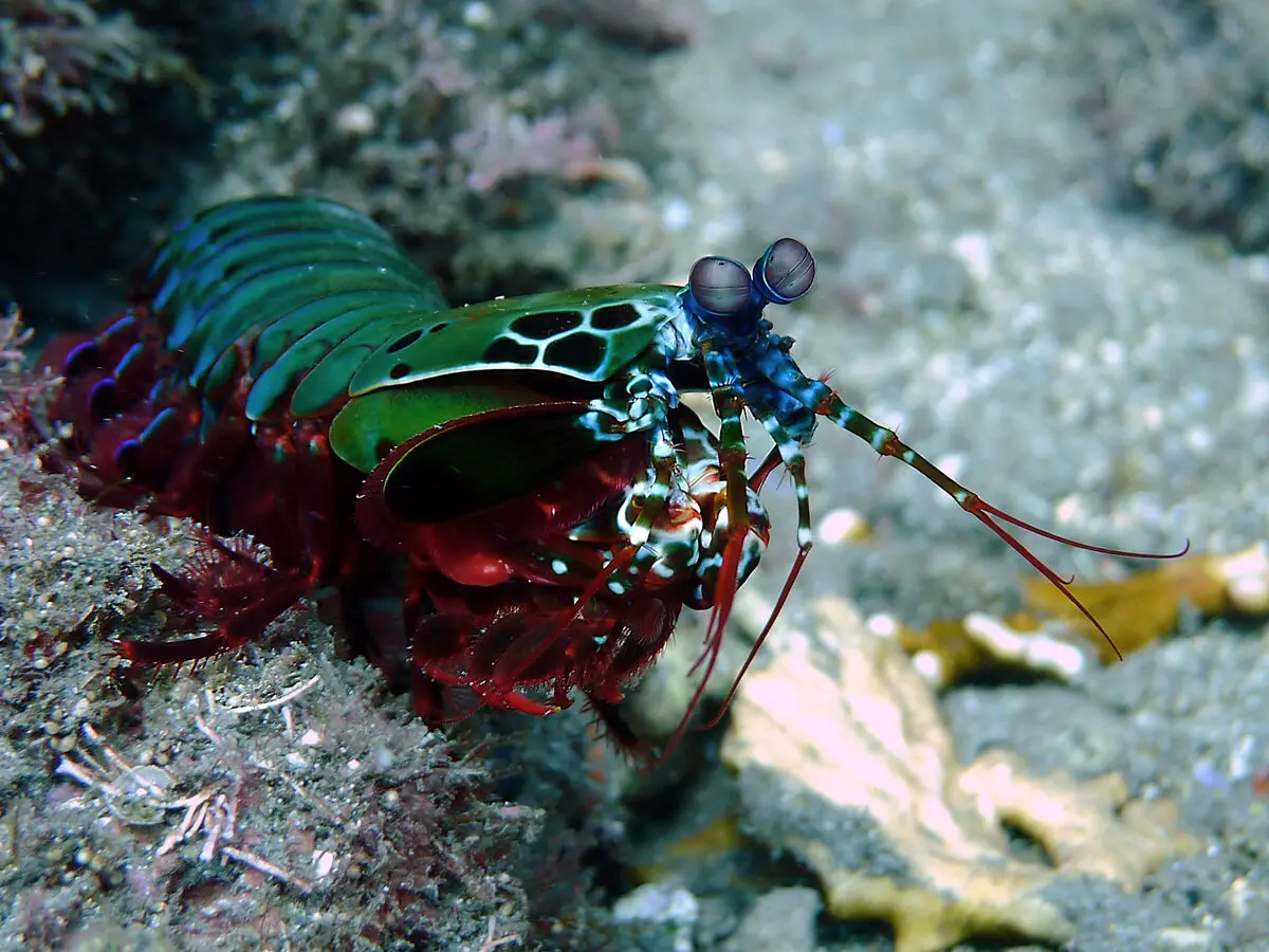 Odontodactylus_scyllarus