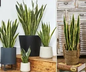 برای سانسوریا چه خاکی مناسبِ؟ با گل زبون مادر شوهر خونتو خوووشگل تر کن