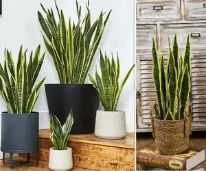 برای سانسوریا چه خاکی مناسبِ؟ با گل زبون مادر شوهر خونتو خوووشگل تر کن