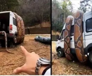 از جذابیت‌های حیات وحش؛ مار احمق فکر کرد ماشین غذاس و سفت پیچید دورش فشار داد