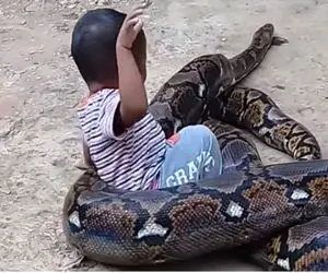 از جذابیت‌های حیات وحش؛ پیتون کله خر بچه ول کرد دور موتور پیچید فکر کرد غذاس 