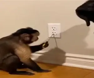 مستند کاوش؛ میمون کم عقل خودشو فنا میده