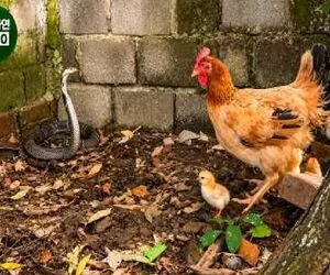 مستند حیات وحش؛ نبرد سبعانه مرغ و مار برای حراست از جوجه