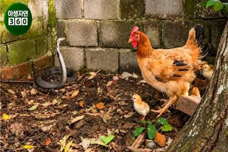 مستند حیات وحش؛ نبرد سبعانه مرغ و مار برای حراست از جوجه