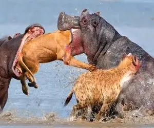 صحنه دهشتناک؛ یه اسب آبی سفاک کله شیر و اون یکی باسنشو کند انداخت برا کفتار