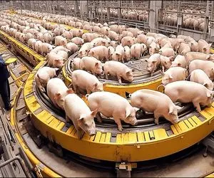 فرآوری خوک؛ خوک حرومی کریه المنظر قلمبه که شد میره تو دستگاه بشه سوسیس دودی