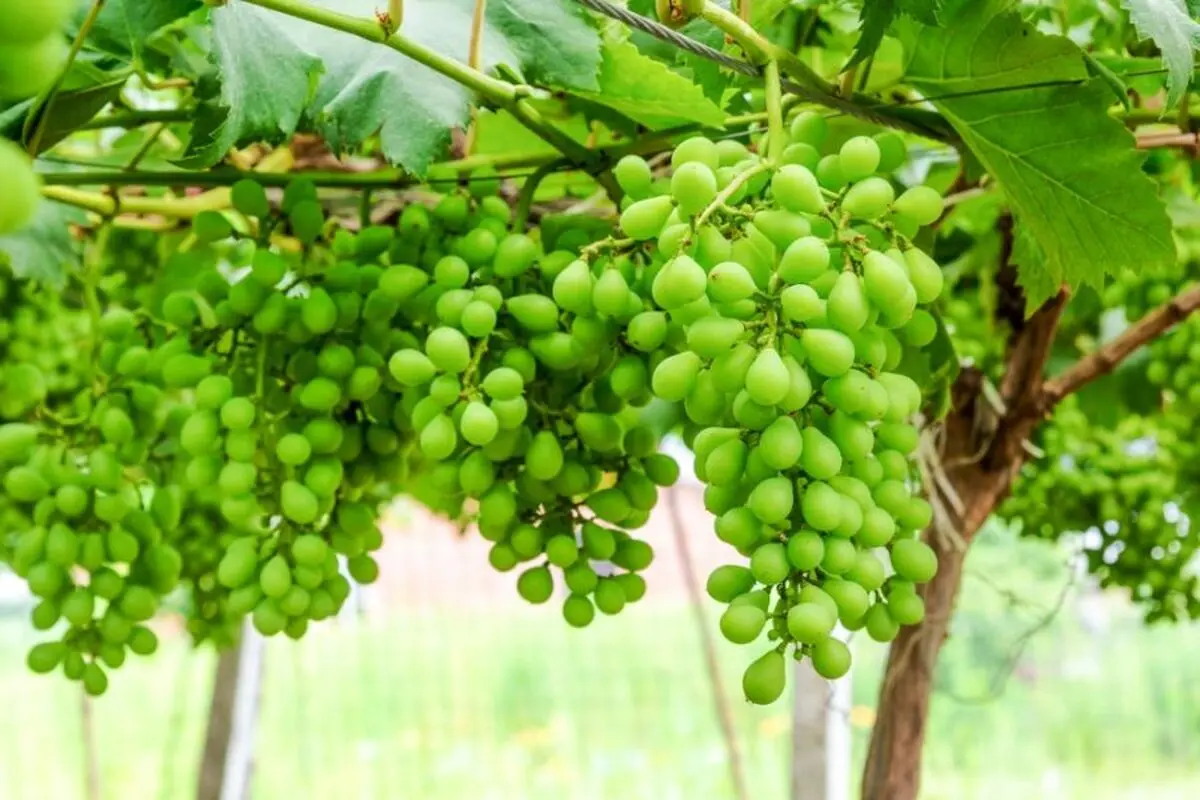 مسما66464