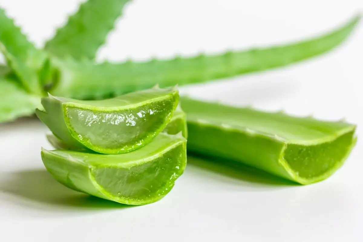 aloe-vera3
