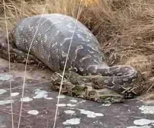 از جذابیت های حیات وحش؛ 30 لحظه جگرسوز که پیتون کله خر بی رحمانه شکارشو بلعید