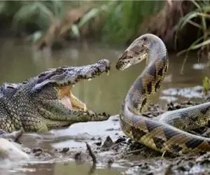 شاهکار حیات وحش / پیتون غول تو قلمرو تمساح پیچید ببلعه دهنش پاره شد