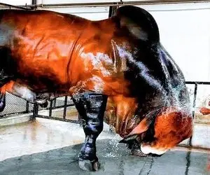 بزرگ ترین گاو دنیا؛ این گوساله غول پیکر به قدری سنگینه که بره پشت خاور ماشین میخوابه