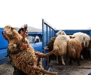 قیمت دام زنده امروز 3 شهریور 1404 + جدول