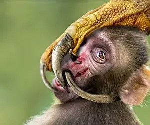 شاهکار حیات وحش؛ میمون مفلوک بعد بلعیدن تخم پرنده دد به چنگ عقاب شریر مثله شد