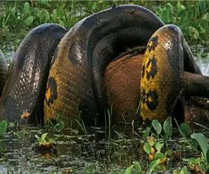 مستد حیات وحش؛ آناکوندا قطرش قد درخت میچیه دور هرچی تو خشکی و آبه ببلعه