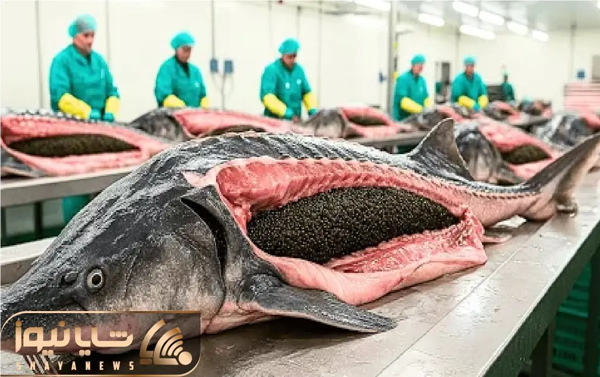 فرآوری خاویار؛ میلیون ها ماهی ازون برون قتل عام میکنن برا استحصال خاویار