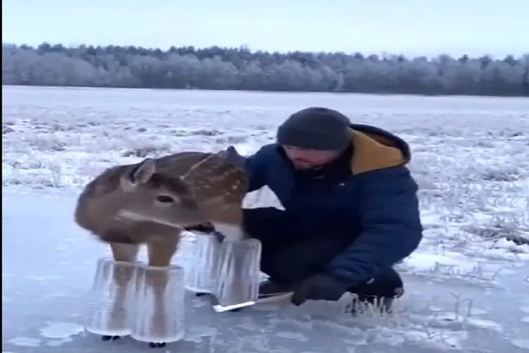 طبیعت ساختگی؛ آهو از پاهاش یخ زده نمیتونه بدوئه یخاشو شکوندن پرواز کرد