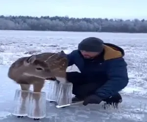 طبیعت ساختگی؛ آهو از پاهاش یخ زده نمیتونه بدوئه یخاشو شکوندن پرواز کرد