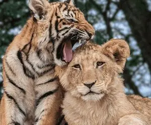 بدایع حیات وحش/ جنگ واقعی ببر سیبری با شیر در نبرد/ با یک ضربه شیر را در هم کوبید