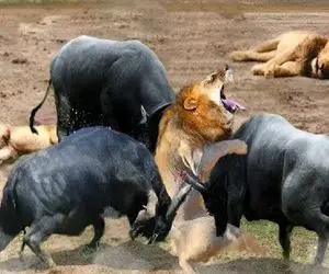 مستند حیات وحش / شیر سفاک داشت بوفالو آماده بلع میکرد رفیقاش بالاخواه دراومدن