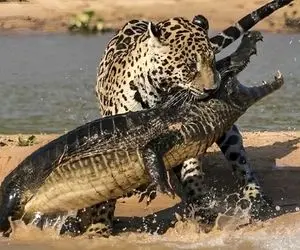 شگفتی های حیات وحش؛ جگوار وحشی زد به دل آب و تمساح غول رو از گردن گرفت شقه شقه کرد