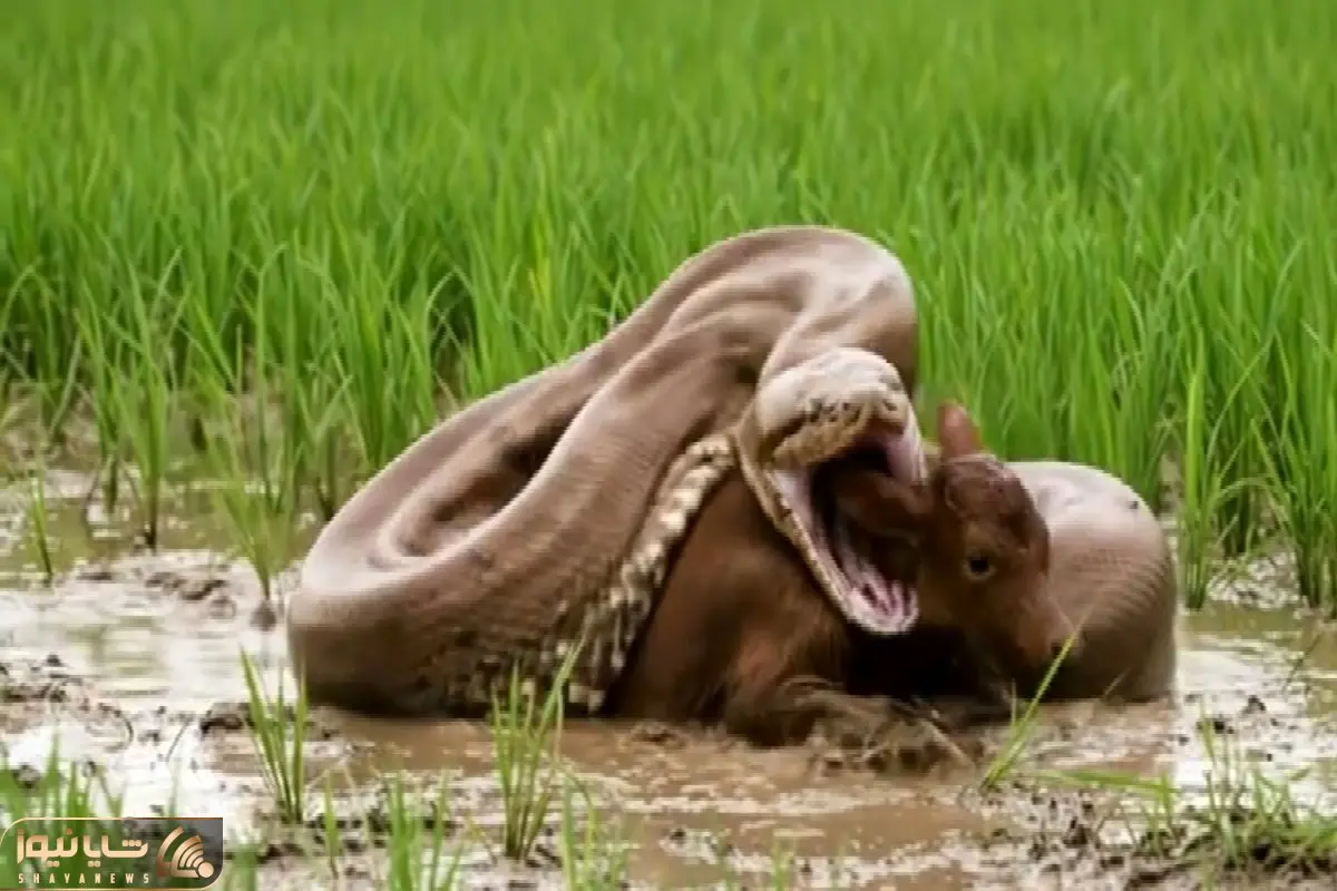 مستند حیات وحش؛ قدرت نمایی پیتون شرور در نبرد گوساله ریزجثه آبروریزی مطلق شد