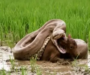 مستند حیات وحش؛ قدرت نمایی پیتون شرور در نبرد گوساله ریزجثه آبروریزی مطلق شد