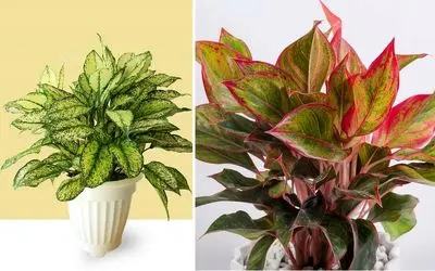 شرایط نگهداری از گیاه آگلونما / نکات مهم برای رشد و شادابی بیشتر این گیاه جذاب