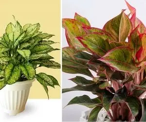 شرایط نگهداری از گیاه آگلونما / نکات مهم برای رشد و شادابی بیشتر این گیاه جذاب