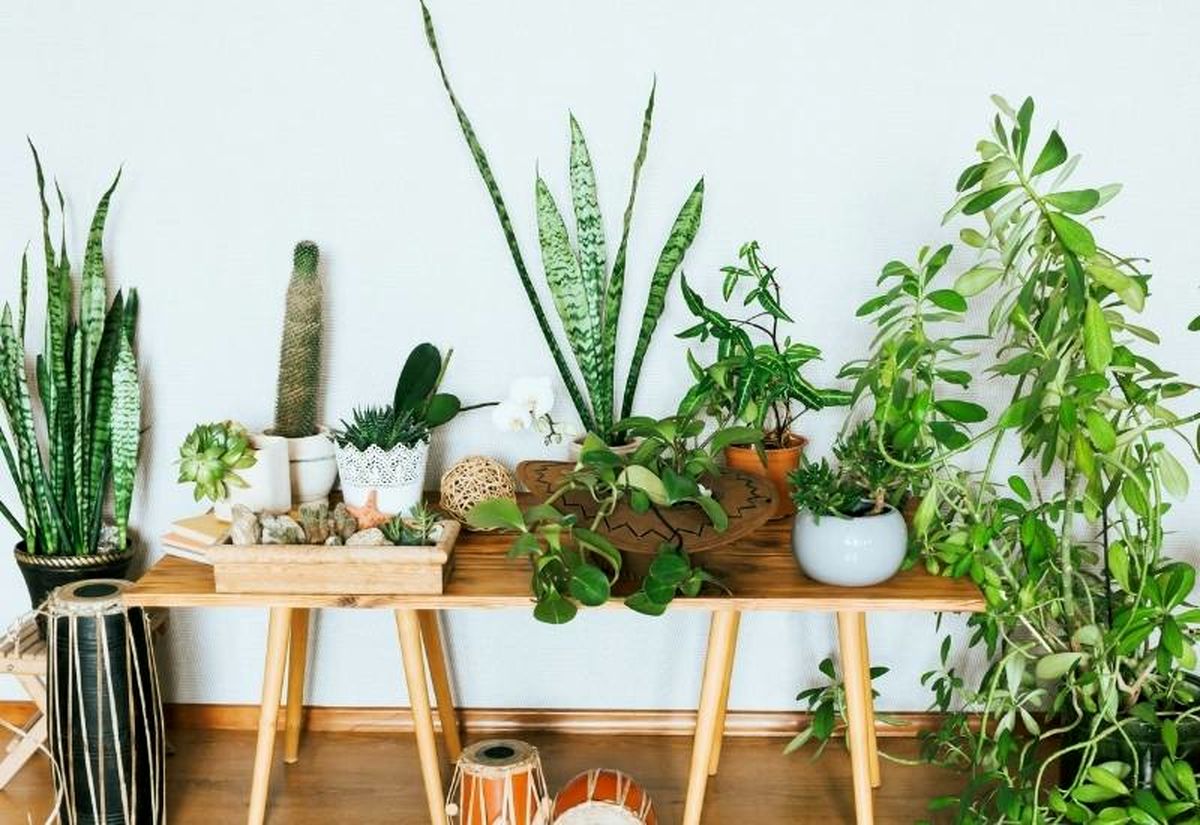 گیاهان آپارتمانی مناسب برای جذب ثروت