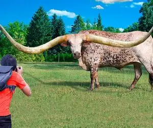گاوهای باورنکردنی؛ شاخ بوفالو 1000 متری شده با اره برقی برش زدن اسلحه بسازن