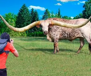 گاوهای باورنکردنی؛ شاخ بوفالو 1000 متری شده با اره برقی برش زدن اسلحه بسازن