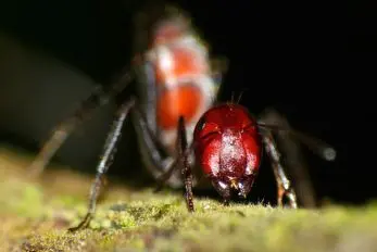 سربازان انفجاری طبیعت: مورچه‌هایی که برای بقای کلونی مثل بمب می‌ترکند  