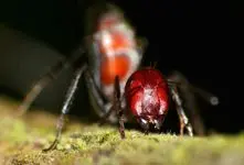 سربازان انفجاری طبیعت: مورچه‌هایی که برای بقای کلونی مثل بمب می‌ترکند  