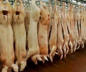 فرآور خوک؛ خوک‌های حرومی صورتیو بعد ذبح با اره برقی شقه و بسته بندی میکنن