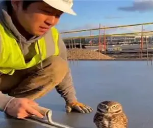 مستند کاوش؛ جغد فکر میکنه مهندس ناظره ولی خرابکاره