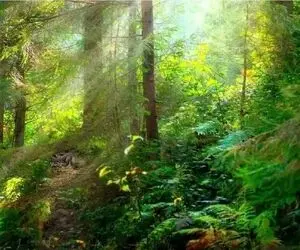 بازی فکری؛ چشم عقابی مملکتی پس به رخ بکش و مار خوش خط و خال جنگل رو پیدا کن