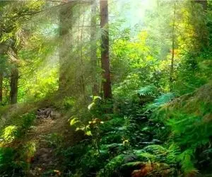 بازی فکری؛ چشم عقابی مملکتی پس به رخ بکش و مار خوش خط و خال جنگل رو پیدا کن