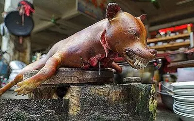 کباب سگ؛ پشمای سگ نازنازی آتیش زد به سیخ کشید تو تنور پخوند آبدار شد