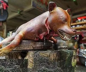 کباب سگ؛ پشمای سگ نازنازی آتیش زد به سیخ کشید تو تنور پخوند آبدار شد