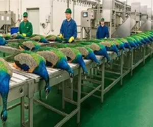 فرآوری طاووس؛ بعد پرورش طاووس دستگاه مدرن پراشونو میچینه برای تولید البسه
