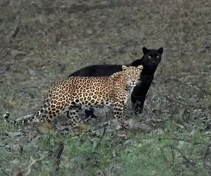 مستند حیات وحش؛ منت کشی پلنگ سیاه از خواهر روشنش با لیس زدن