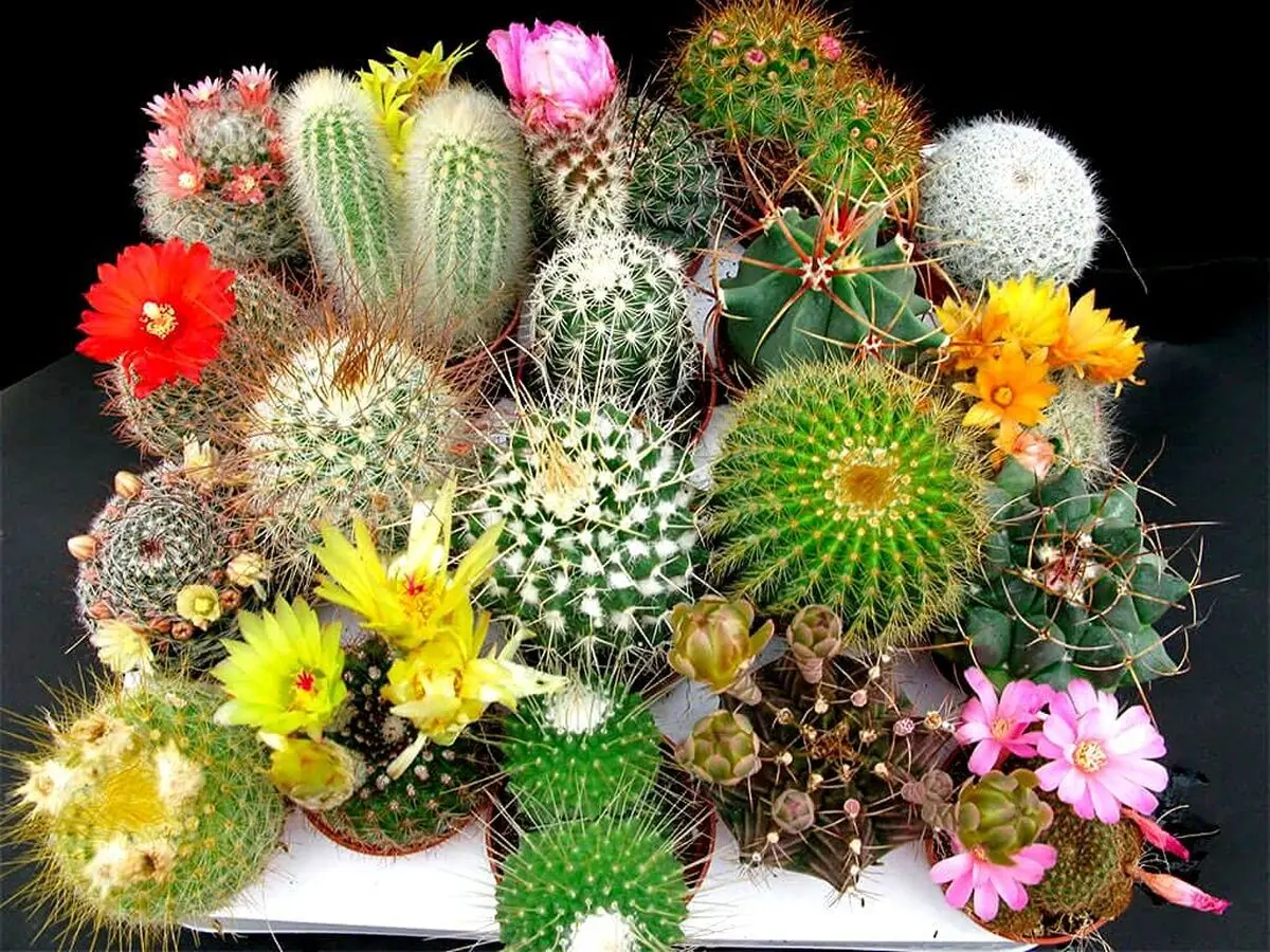 Cactaceae-1