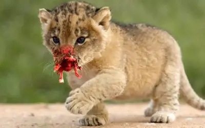 جنگ حیات وحش/ دست توله شیر در این نبرد سهمگین قطع میشود