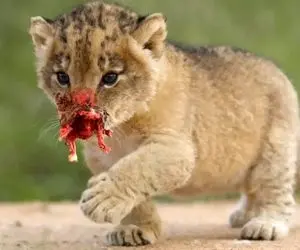 جنگ حیات وحش/ دست توله شیر در این نبرد سهمگین قطع میشود