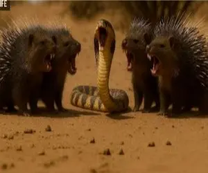 مستند حیات وحش؛ شاه مار کبری و جوجه تیغی در جنگ خونین