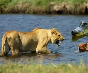 مستند حیات وحش؛ شیر برای نجات توله اش خون تمساح رو حلال کرد